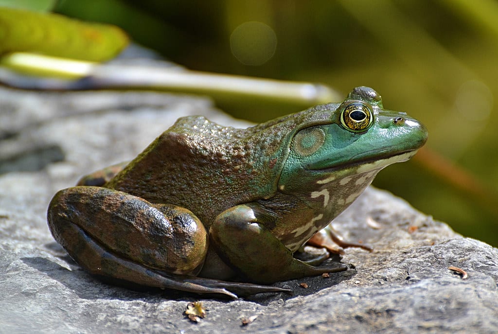 The things one will do to get a good frog shot! The things one will do to get a good frog shot!