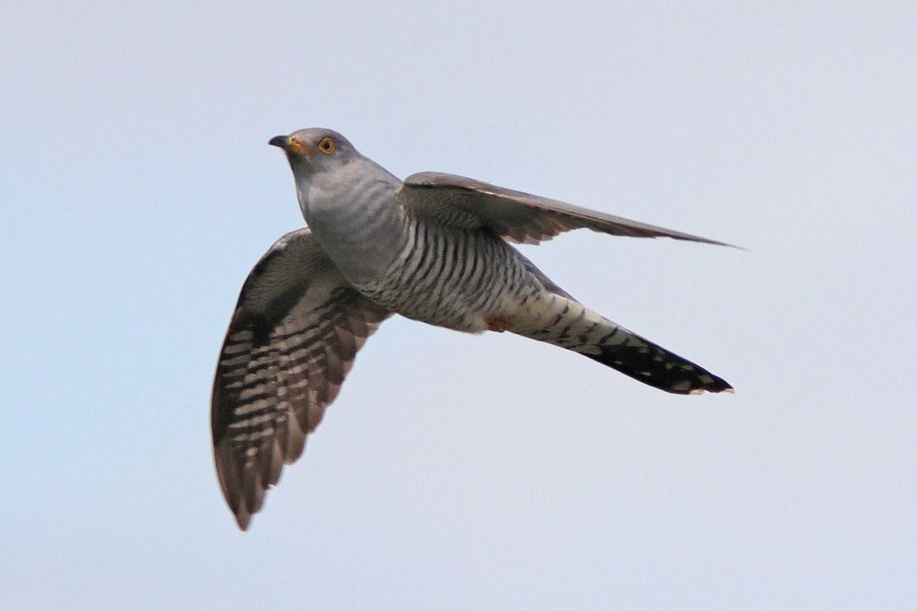 Cuckoo (Cuculus canorus)