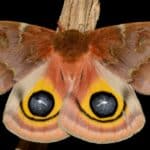 Io Moth