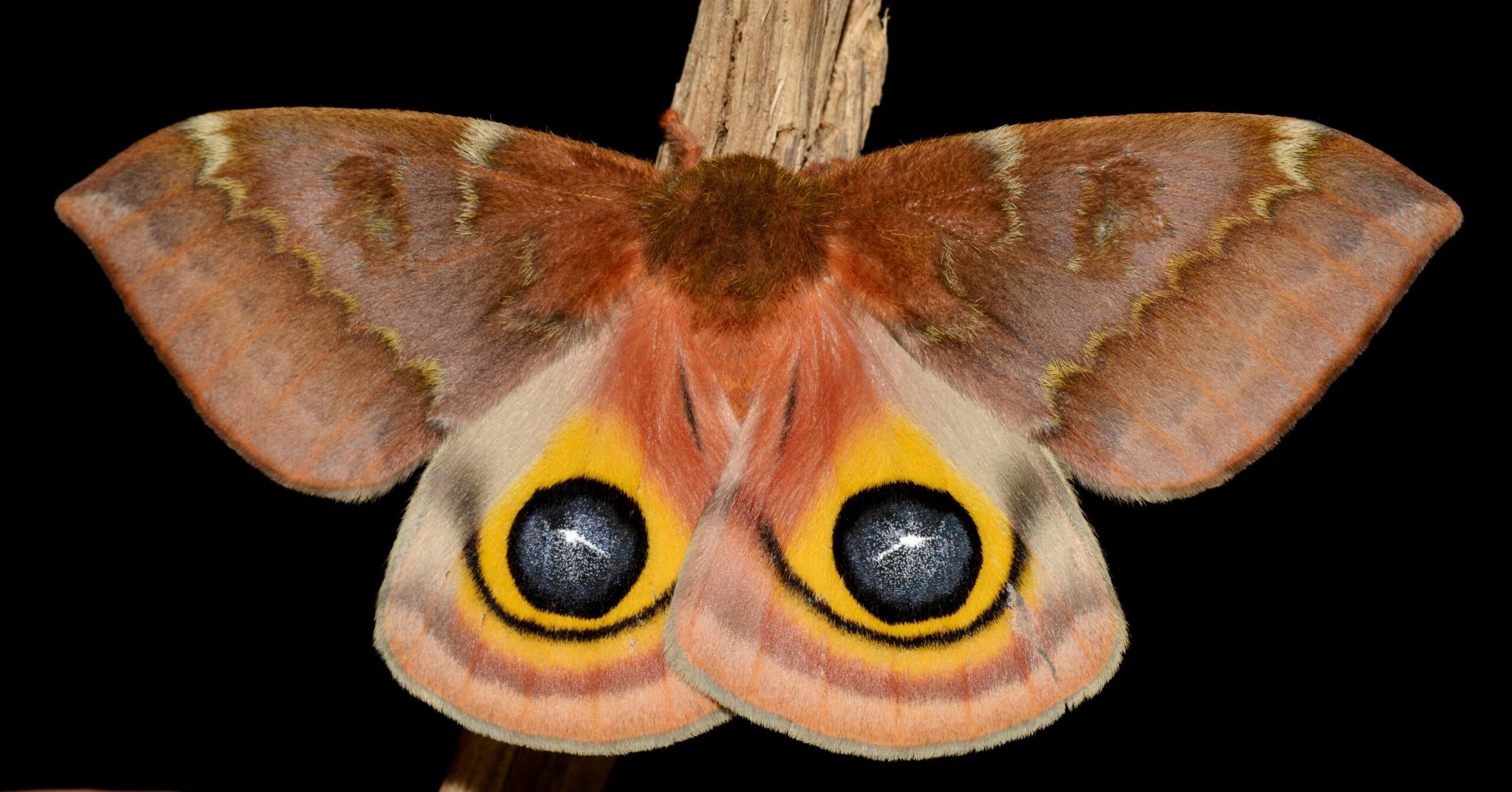Io Moth