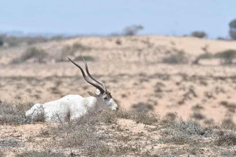Addax nasomaculatus 290501394