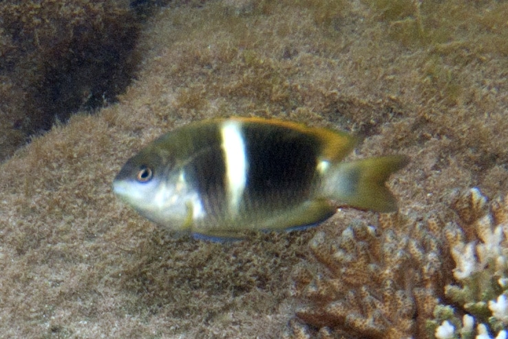 Twospot damselfish Chrysiptera biocellata (7568518220) Twospot damselfish Chrysiptera biocellata (7568518220)