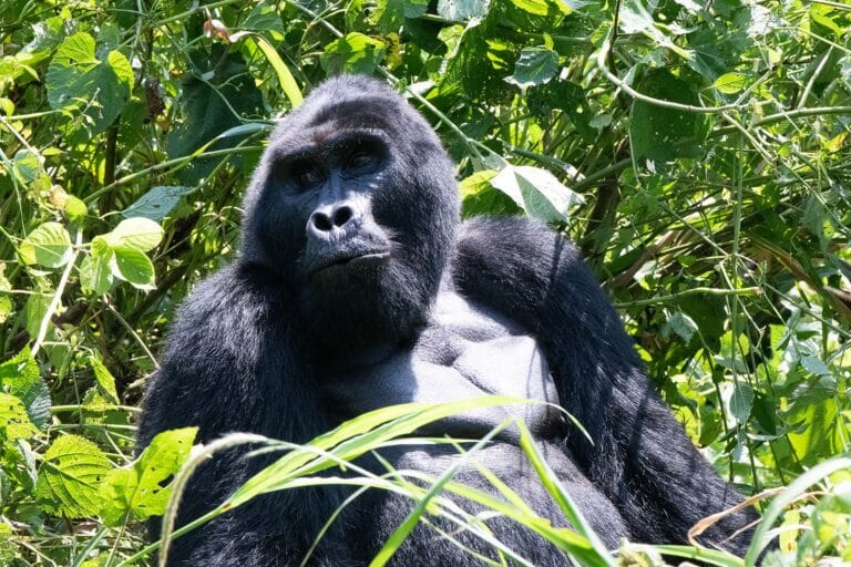 31 gorilla