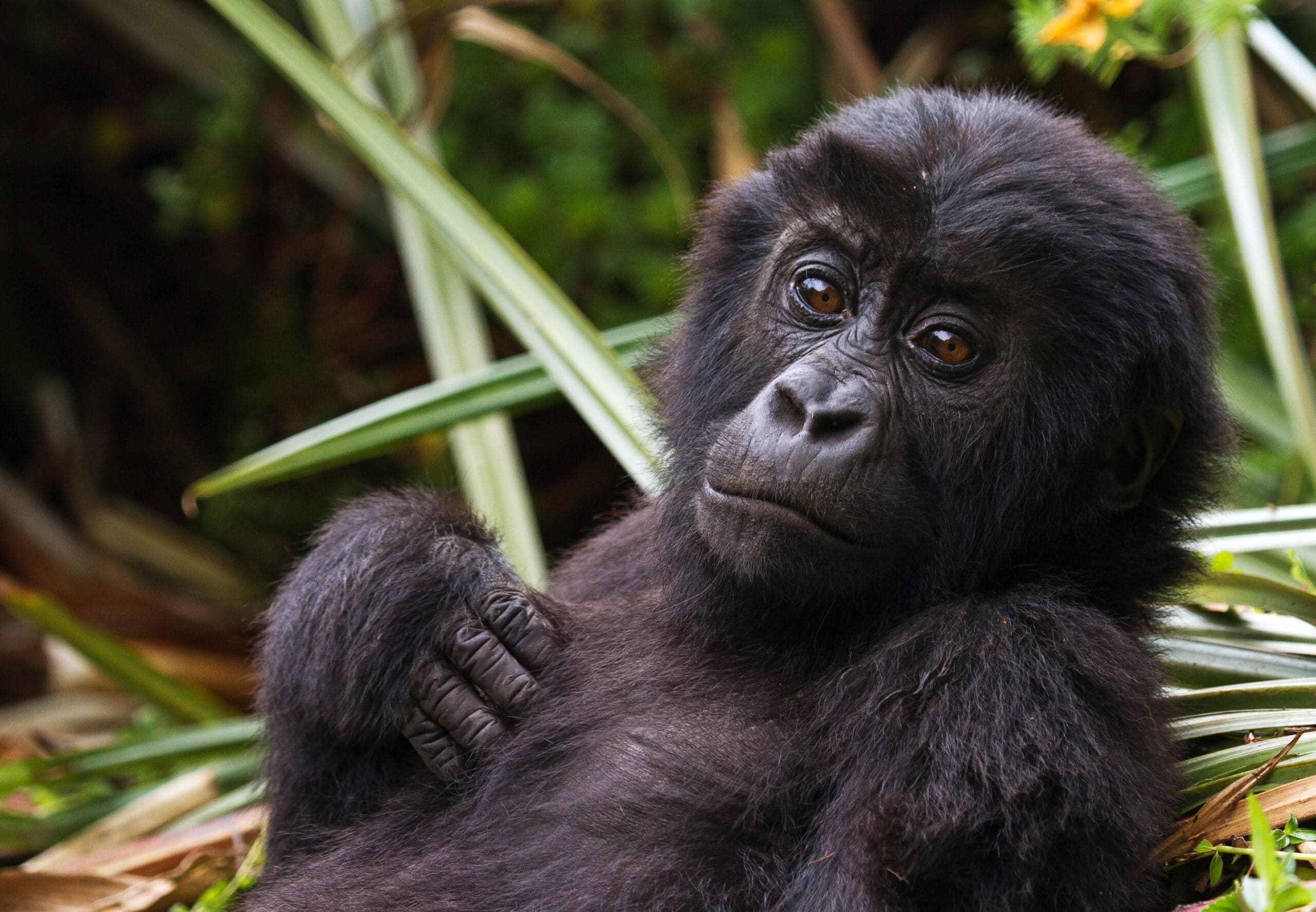 Eastern Lowland Gorilla Infant in Kahuzi Biega National Park