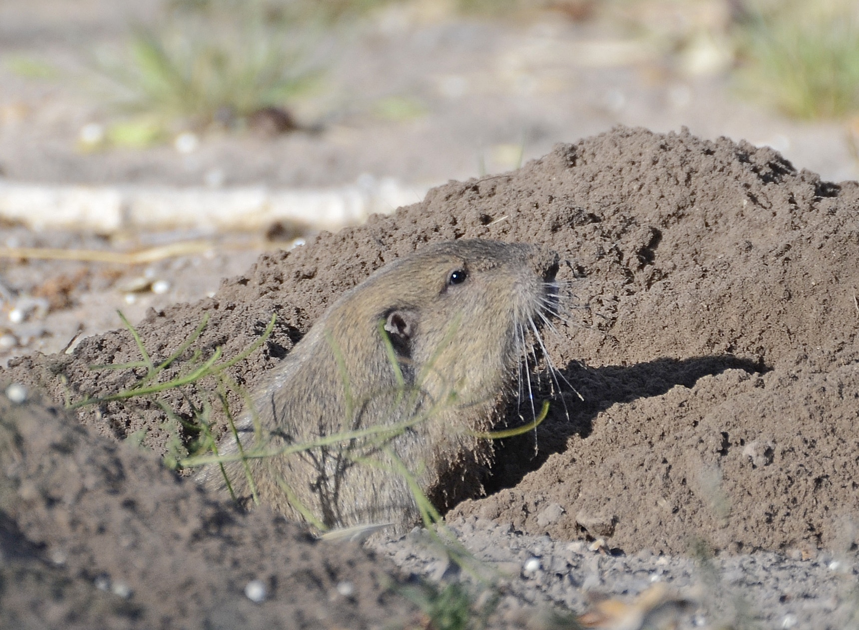 Botta’s pocket gopher (Thomomys bottae)DSC2908vv