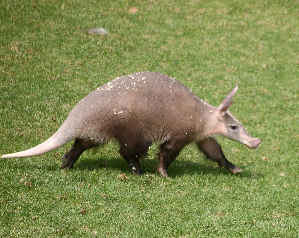 aardvark