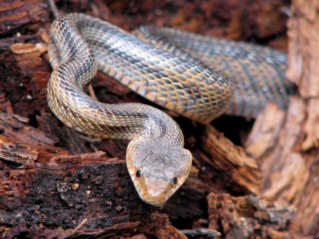 Baird’s Rat Snake (Elaphe bairdi) in Lost Maples State Natural Area (Picture A Day December 16, 2009) Baird’s Rat Snake (Elaphe bairdi) in Lost Maples State Natural Area (Picture A Day December 16, 2009)