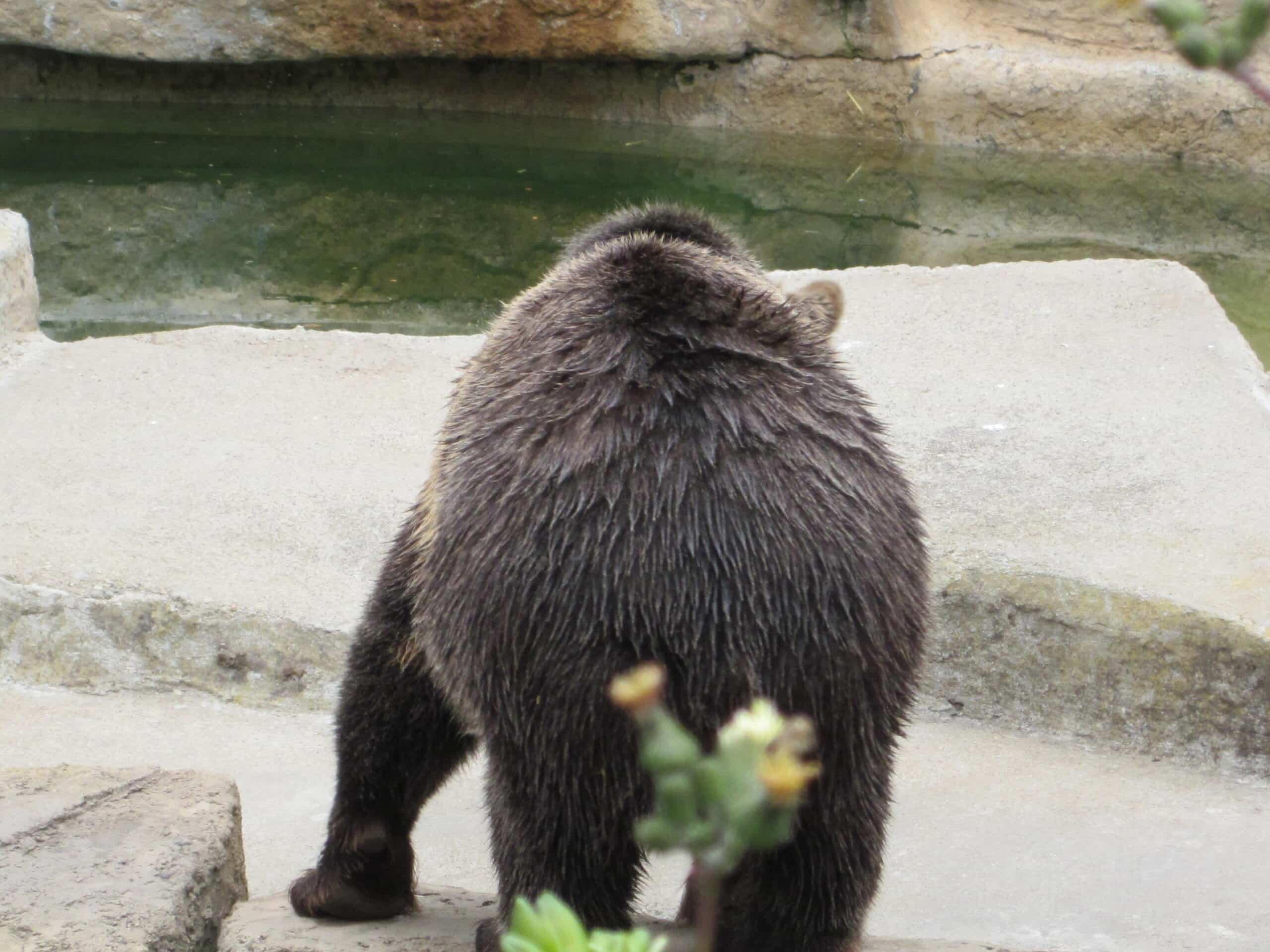 Grizzly bear at SF Zoo 10 Grizzly bear at SF Zoo 10