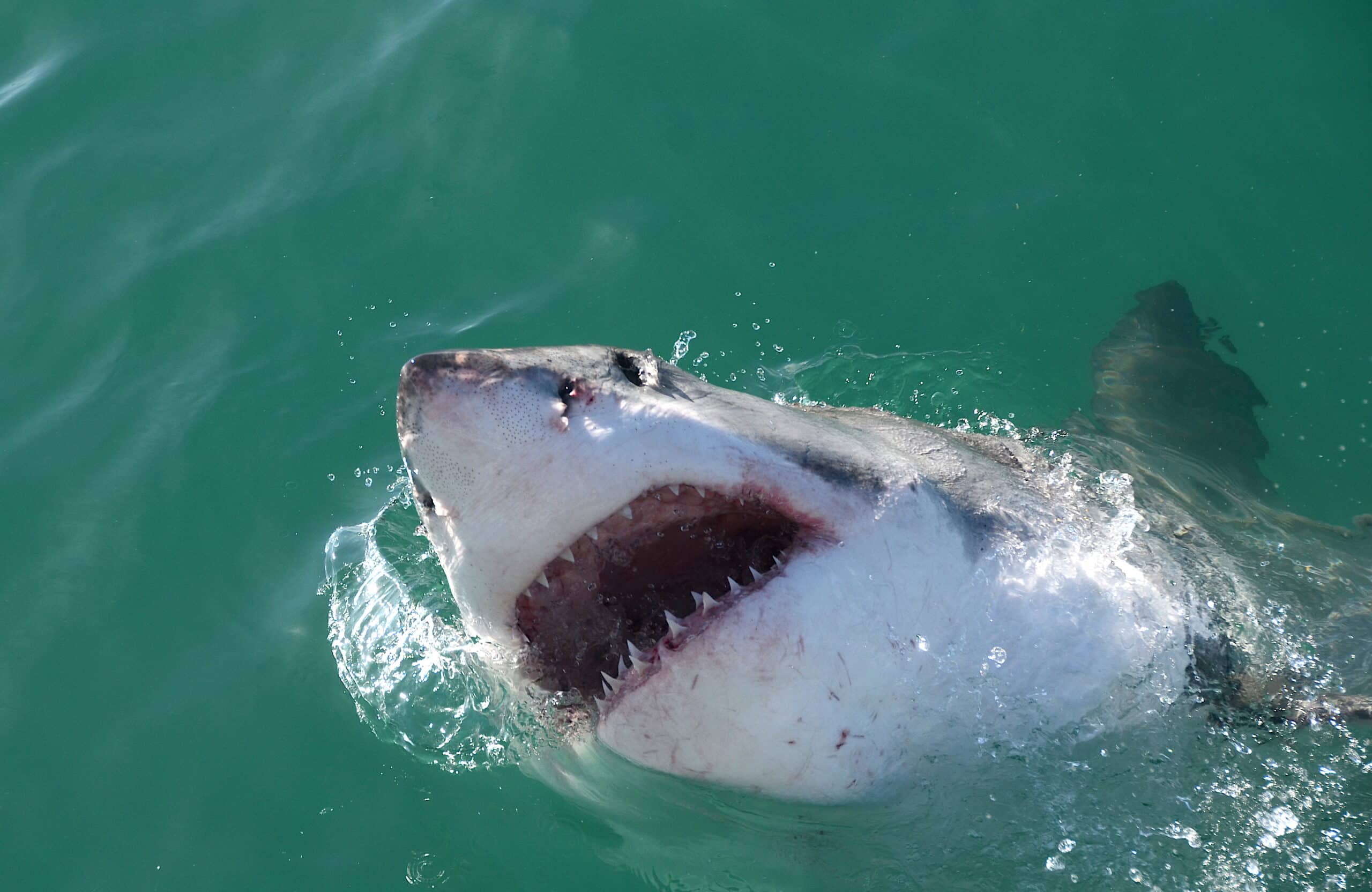 Great white shark Dyer Island Great white shark Dyer Island