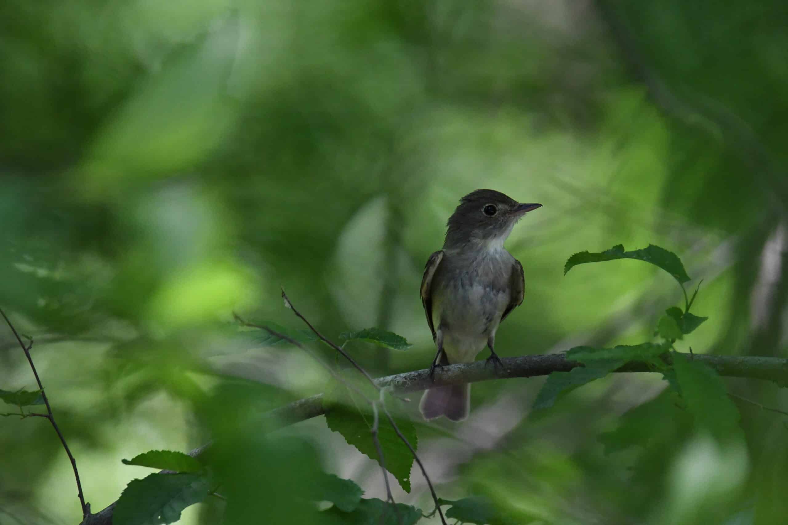 Acadian flycatcher patuxent research refuge north tract 5.22.22 DSC 7162 Acadian flycatcher patuxent research refuge north tract 5.22.22 DSC 7162 Acadian Flycatcher