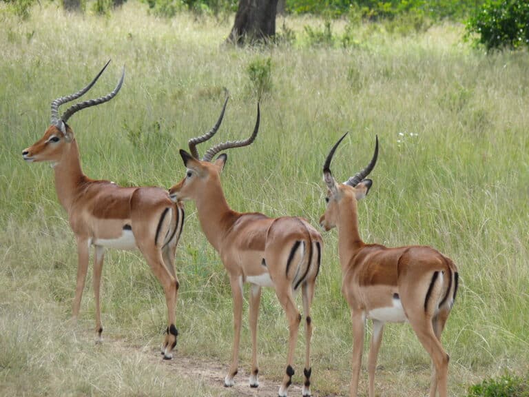 Gazelles