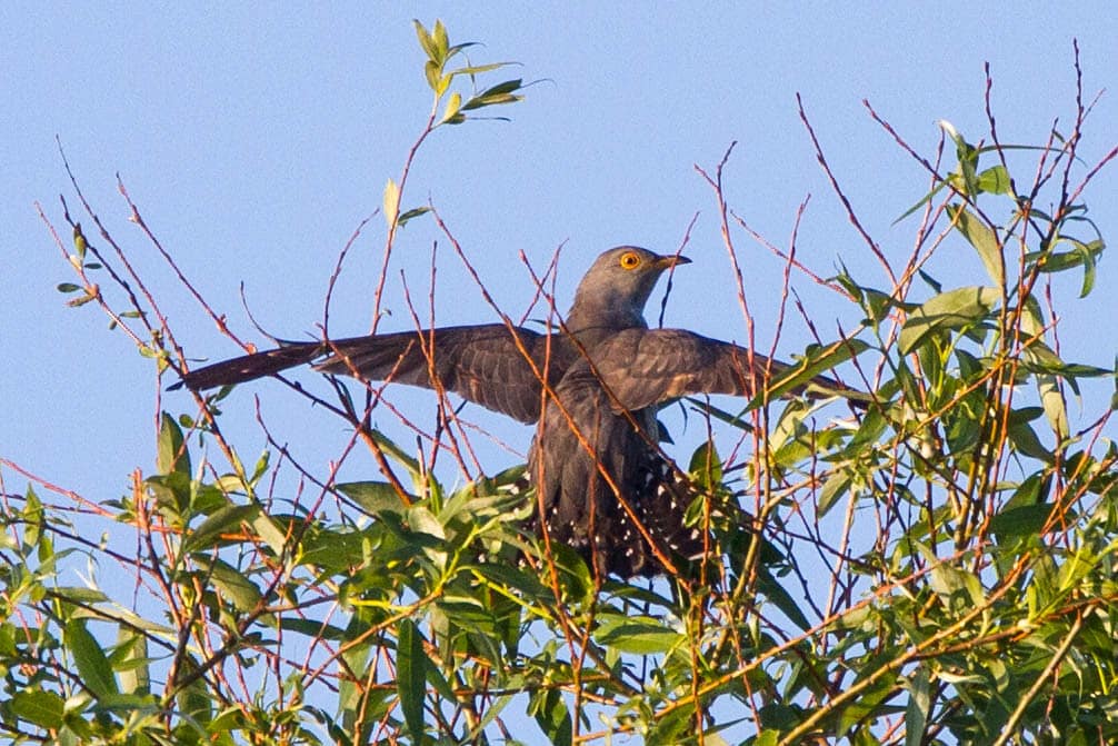Common Cuckoo (Cuculus canorus)