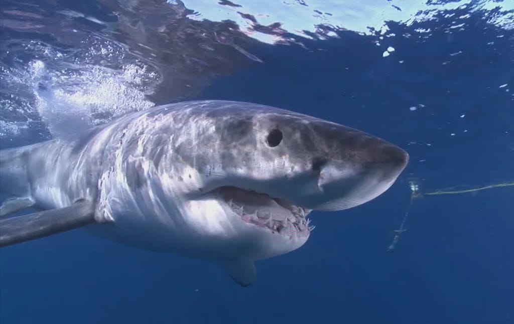Great White Shark Great White Shark