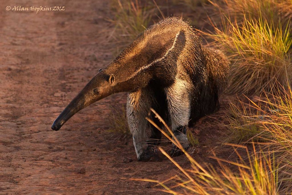 Giant Anteater (Myrmecophaga tridactyla) 3