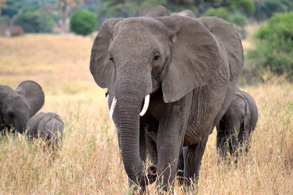 Elephants
