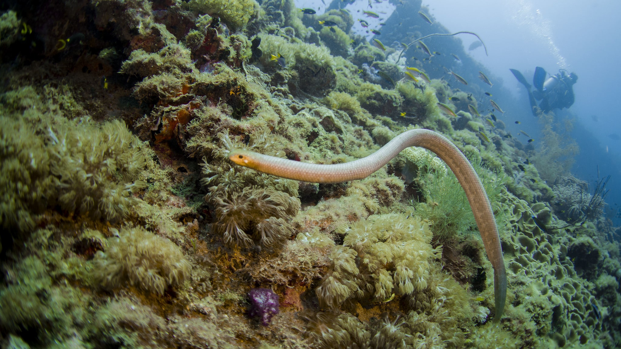 Olive Sea Snake