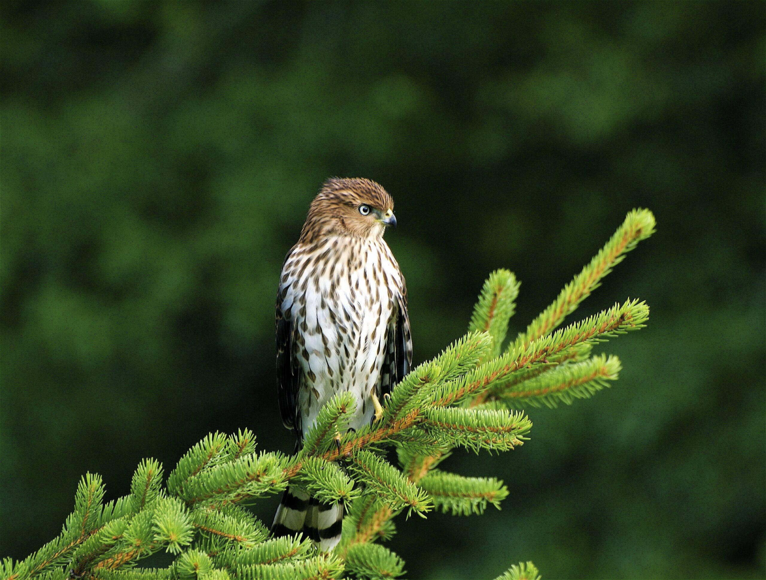 Cooper’s Hawk