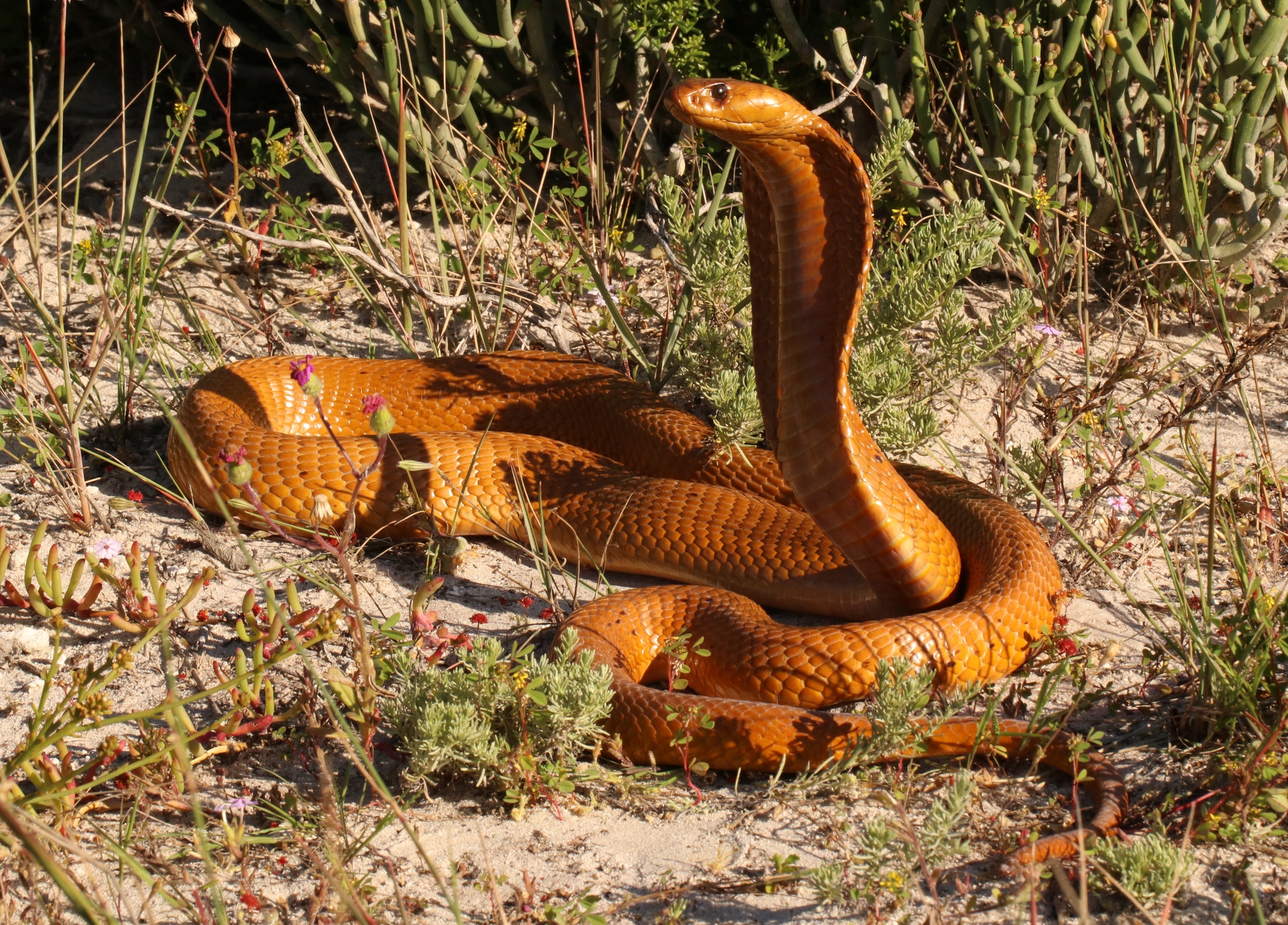 Yellow Cobra