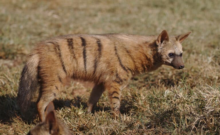 Aardwolf, Proteles cristata, at Lion and Rhino Reserve, Gauteng, South Africa (47987215058) Aardwolf