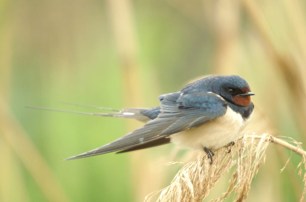 golondrina común 04 – oreneta vulgar – barn swallow – hirundo rustica