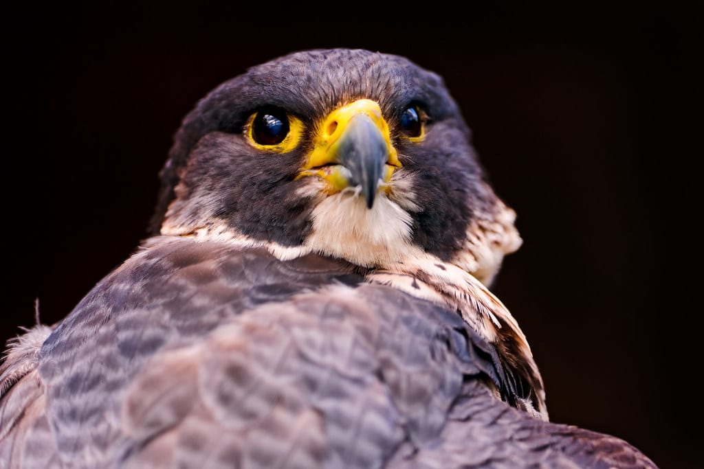 Nice gray falcon
