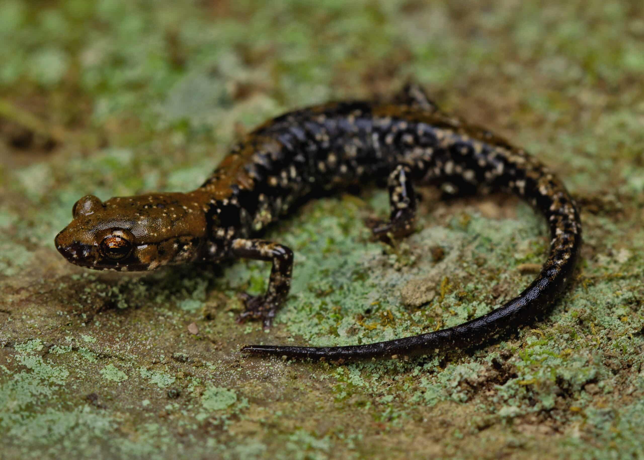 Pigeon Mountain Salamander (Plethodon petraeus) – Flickr – 2ndPeter
