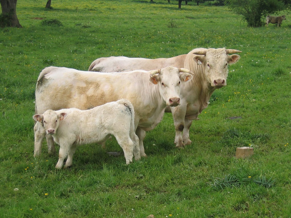 Cow Family Cow Family