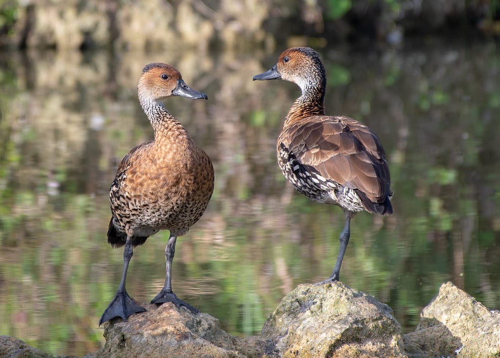 West Indian Whistling Ducks