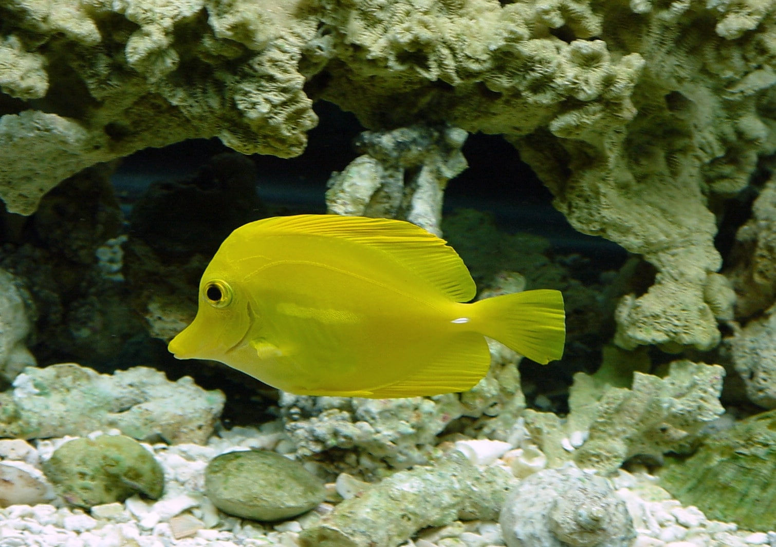 Yellow Tang
