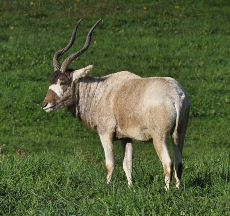File:Addax (Addax nasomaculatus).JPG