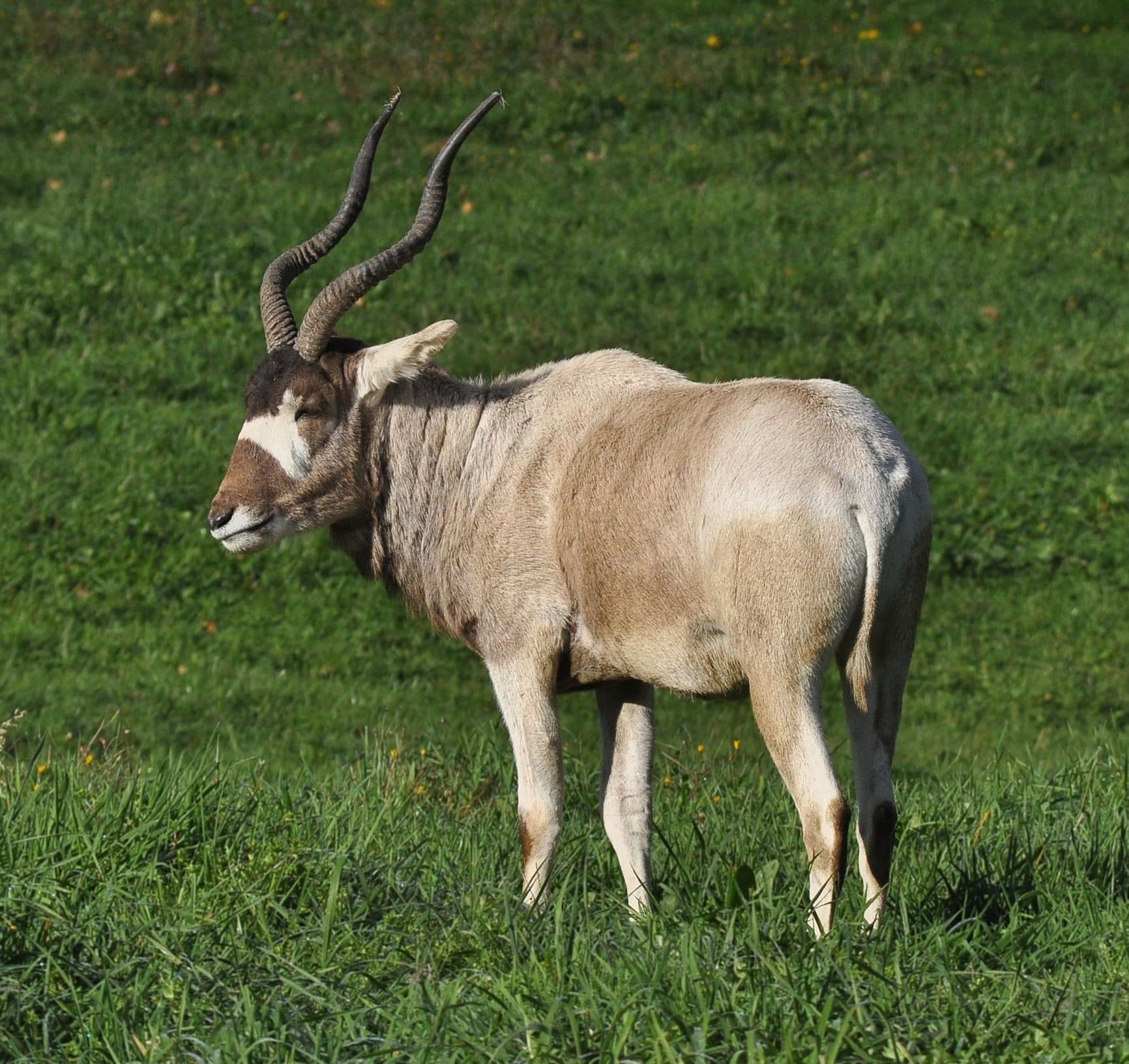 File:Addax (Addax nasomaculatus).JPG