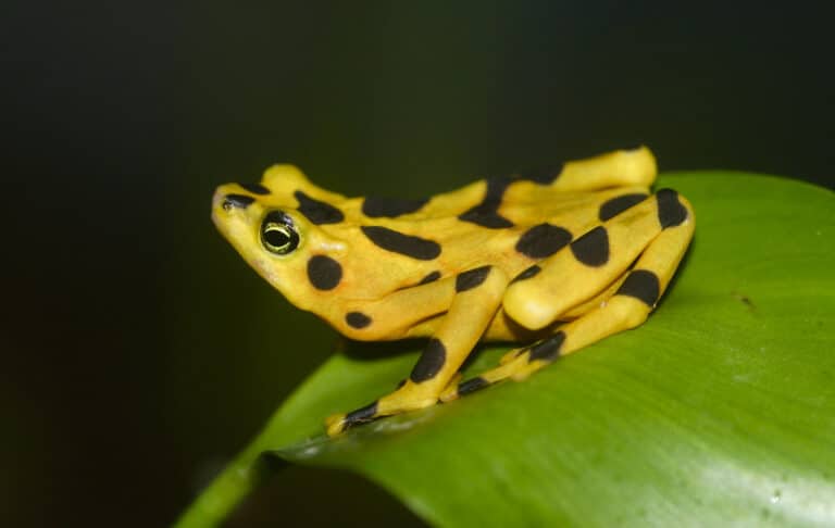 Panamanian Golden Frog – Atelopus zeteki Panamanian Golden Frog – Atelopus zeteki