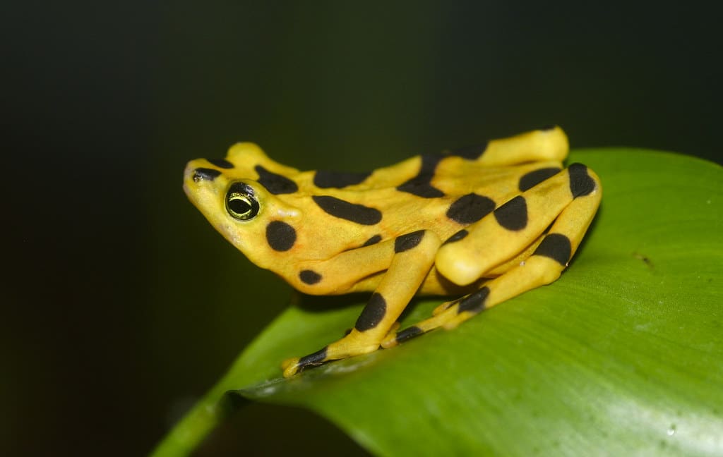 Panamanian Golden Frog – Atelopus zeteki Panamanian Golden Frog – Atelopus zeteki