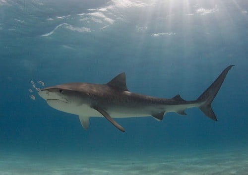 Tiger shark Tiger shark