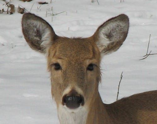 Odocoileus virginianus (white-tailed deer) (Newark, Ohio, USA) 1