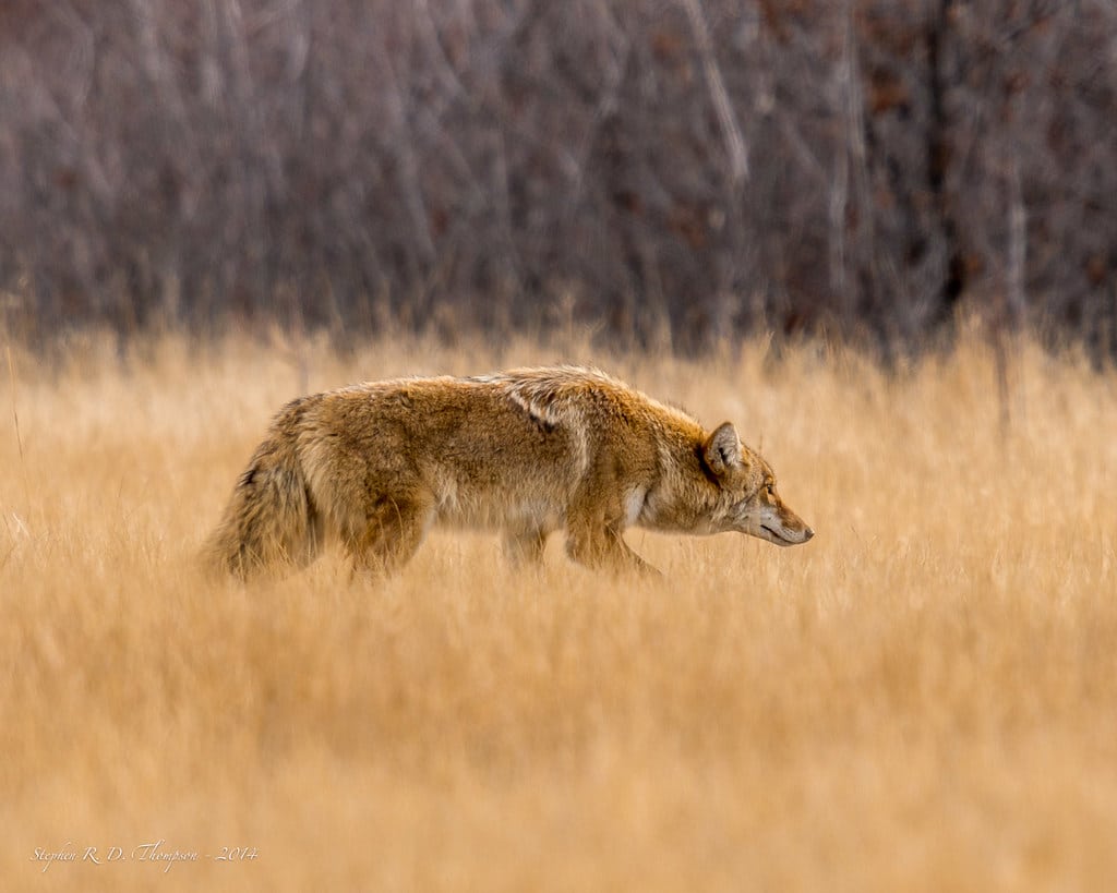 Coyote – The hunt Coyote – The hunt