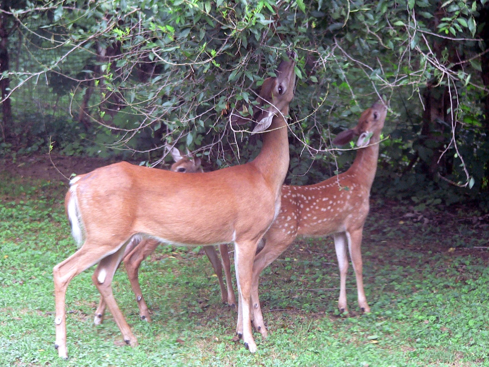 White-tailed deer (Odocoileus virginianus) grazing – 20050809