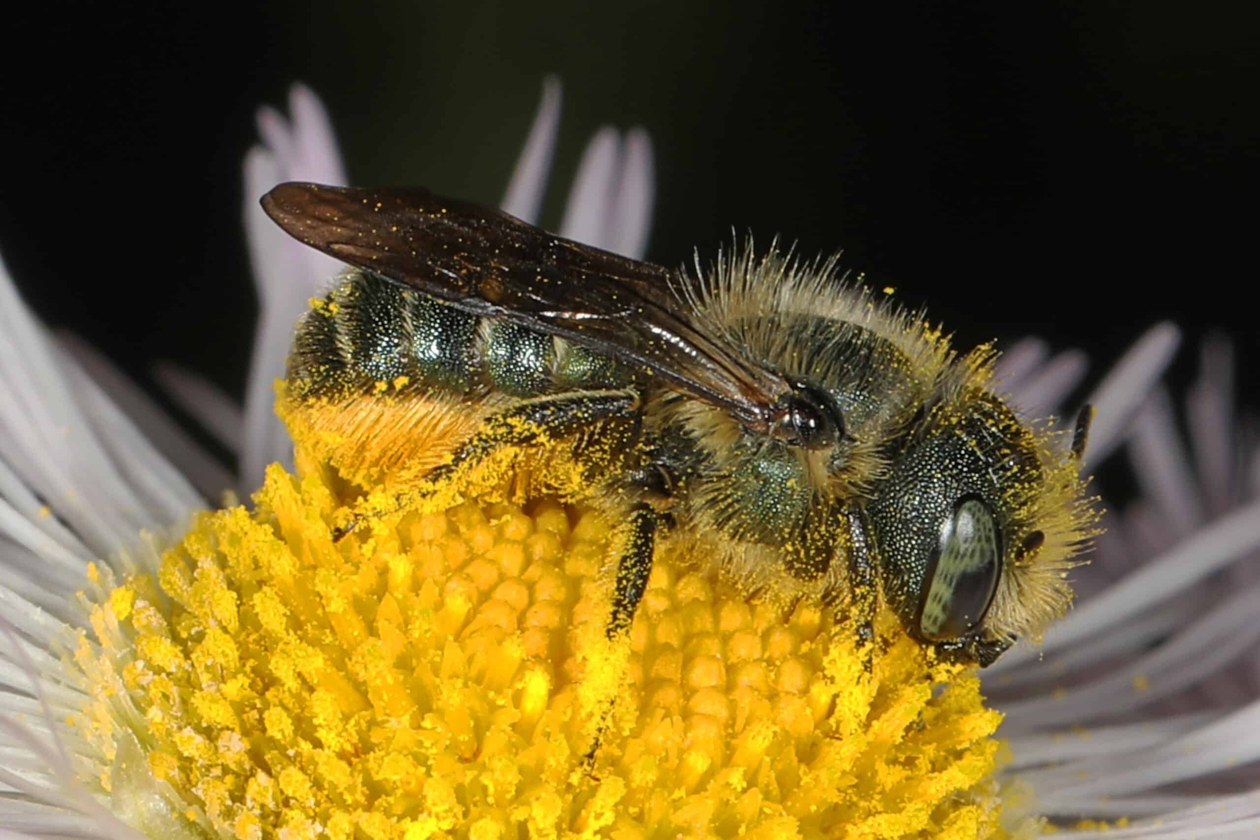 Mason Bee