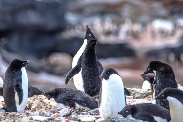 Afternoon landing (-5) on Gourdin Island just of the N tip of the Antarctic Peninsula – more Aselie Penguins (Pygoscelis adeliae) nesting with young – (25906097701) Afternoon landing (-5) on Gourdin Island just of the N tip of the Antarctic Peninsula – more Aselie Penguins (Pygoscelis adeliae) nesting with young – (25906097701)
