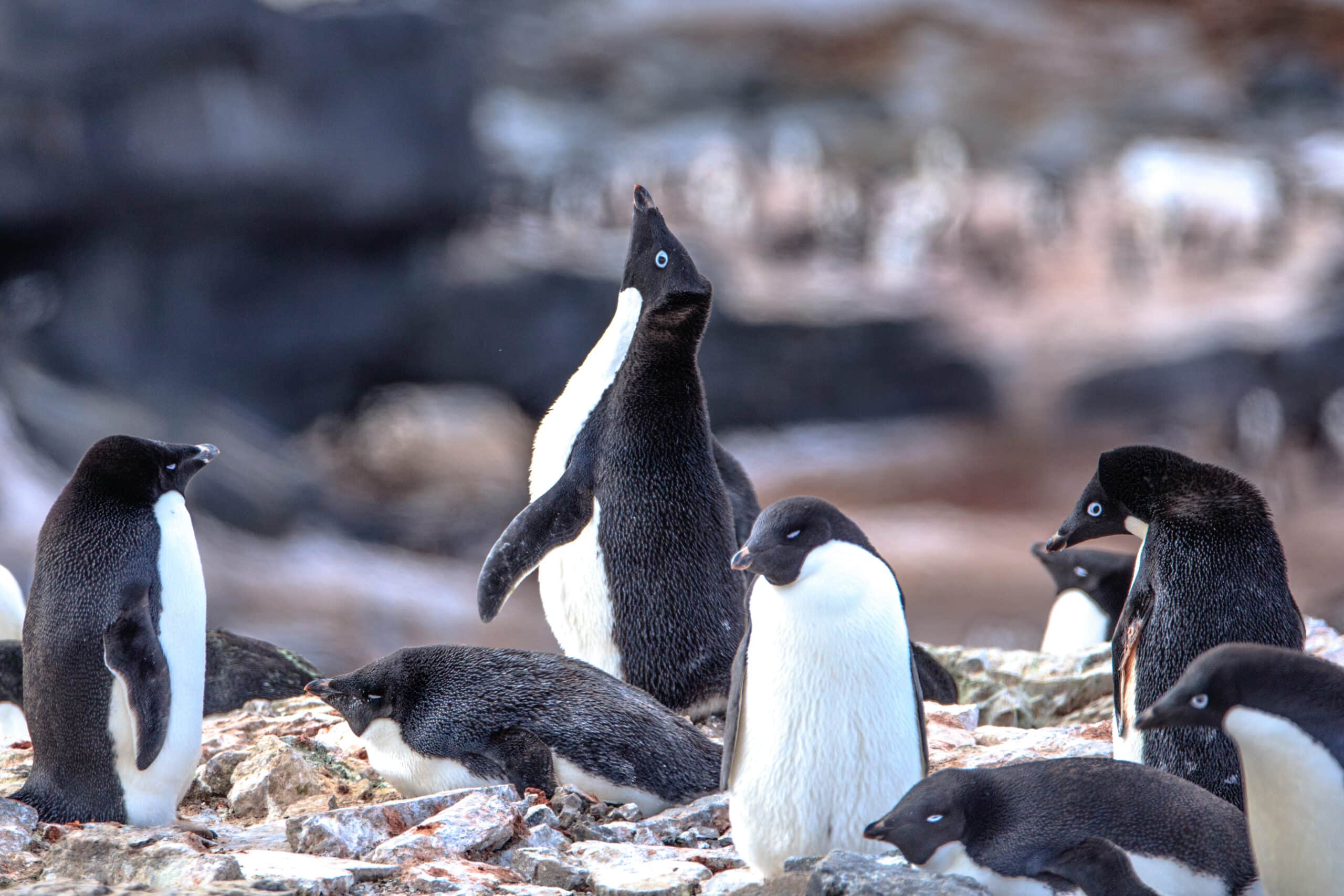 Afternoon landing (-5) on Gourdin Island just of the N tip of the Antarctic Peninsula – more Aselie Penguins (Pygoscelis adeliae) nesting with young – (25906097701) Afternoon landing (-5) on Gourdin Island just of the N tip of the Antarctic Peninsula – more Aselie Penguins (Pygoscelis adeliae) nesting with young – (25906097701)