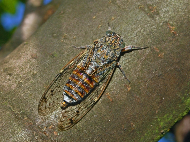 Cicadidae – Cicada orni-3