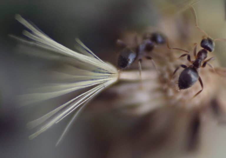 ants ants