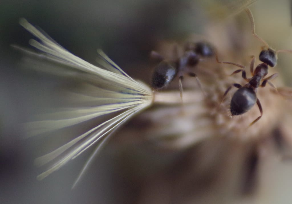 ants ants
