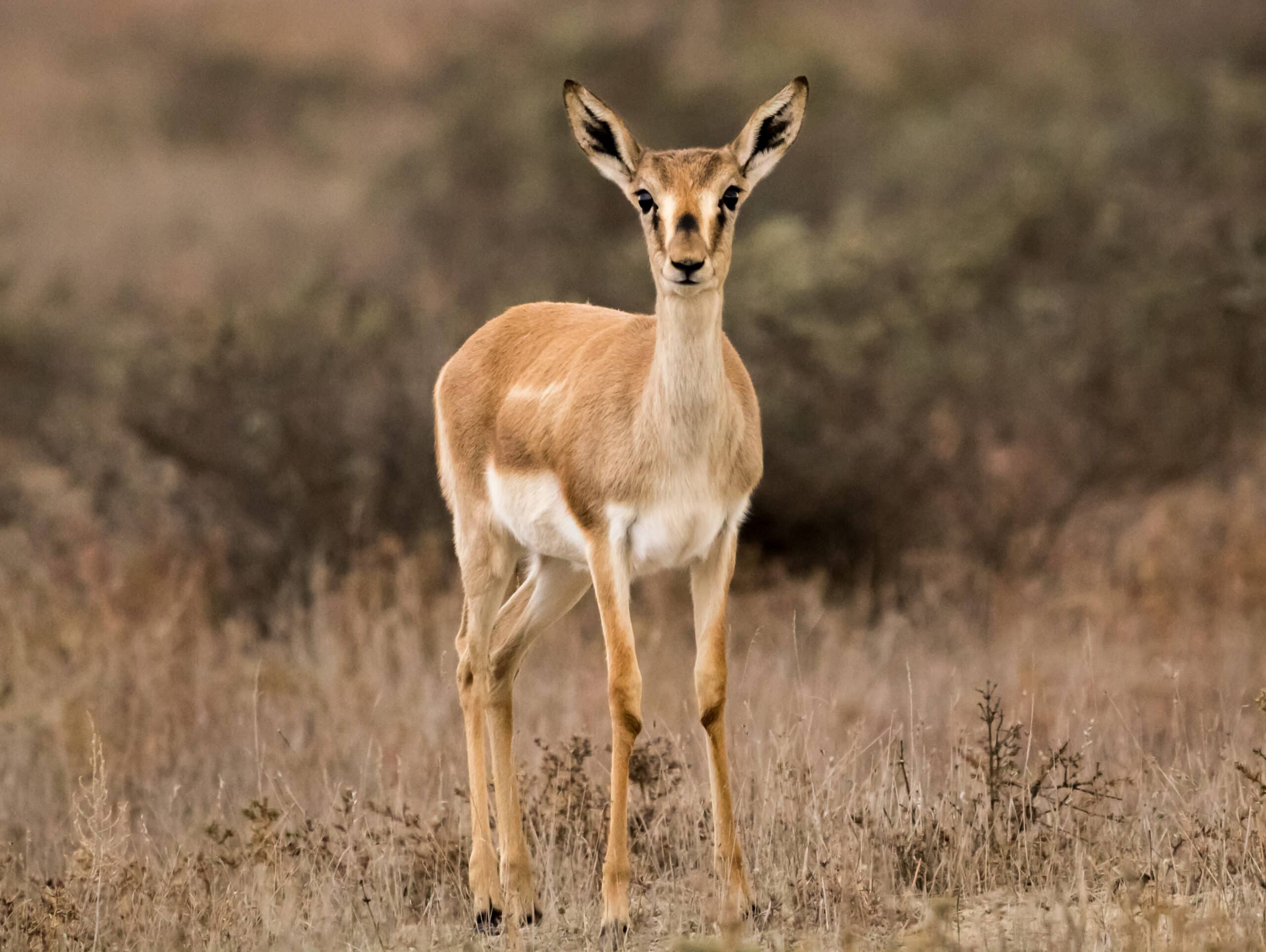 Female goitered gazelle, Shirvan National Park, Azerbaijan