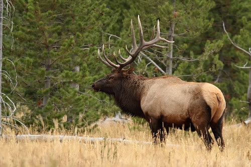 Bull Elk (Cervus canadensis)