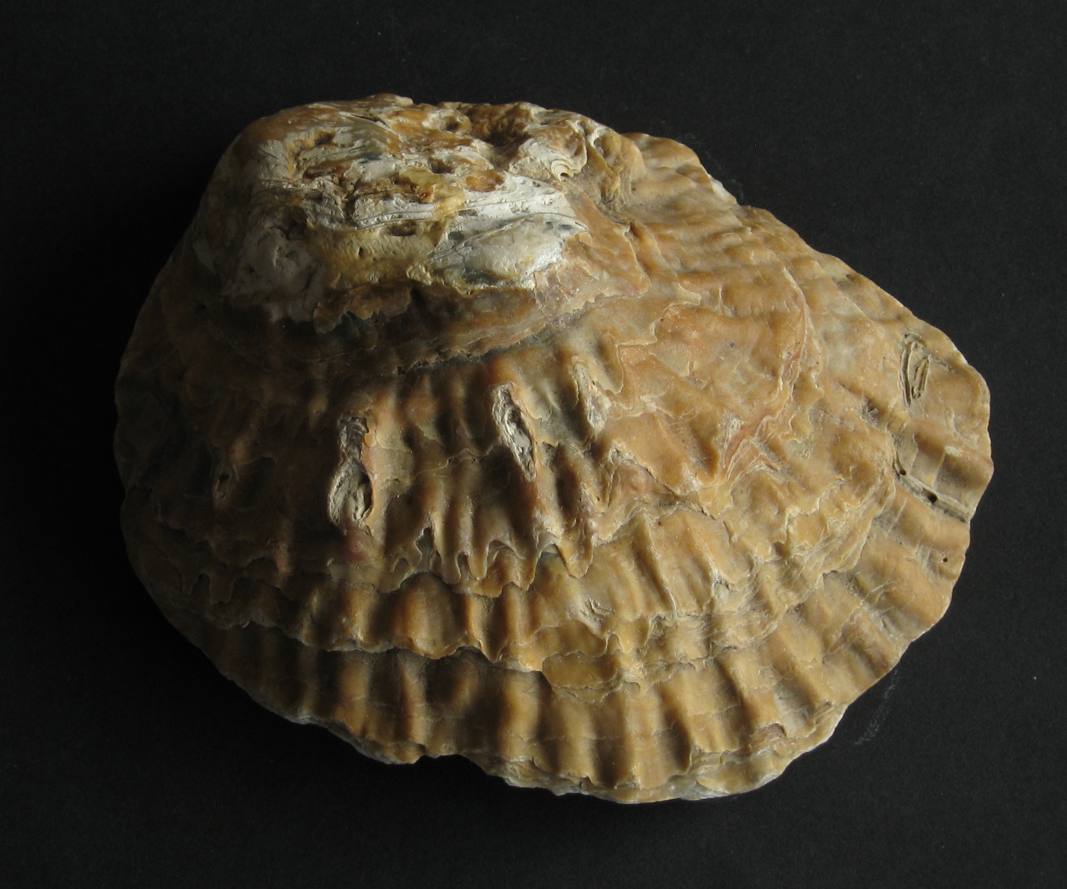 Oyster