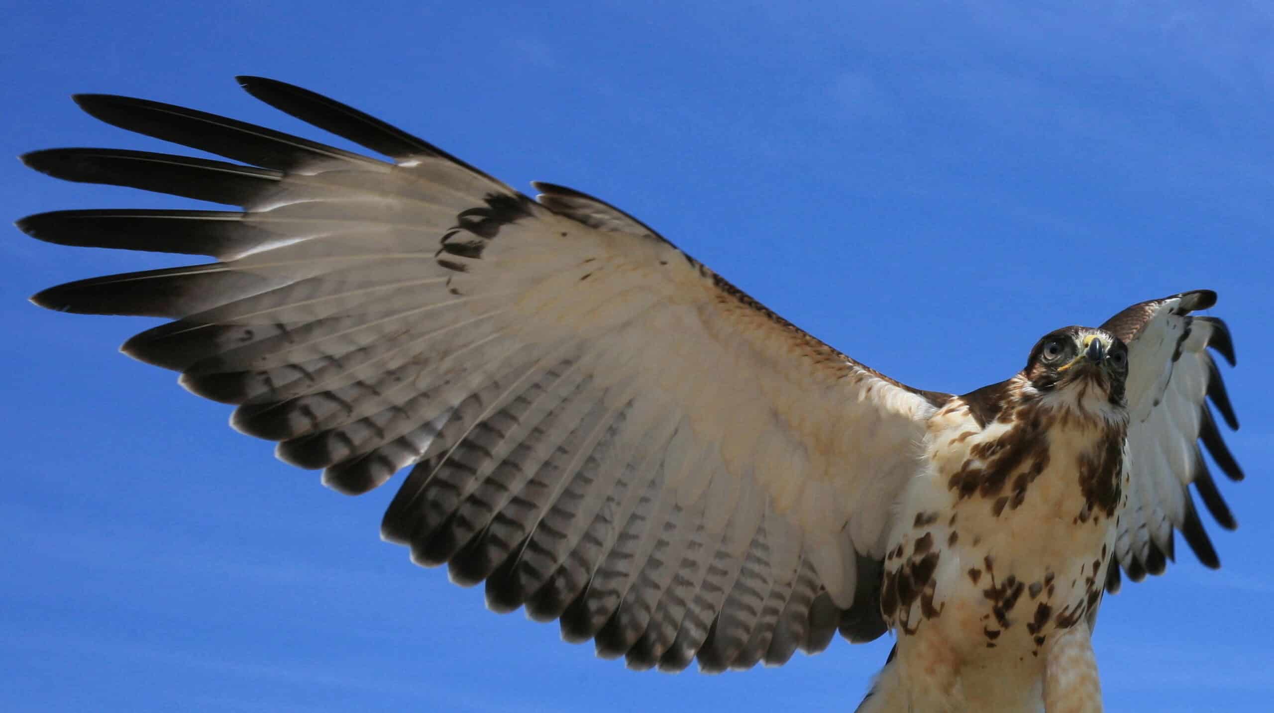 Hawk