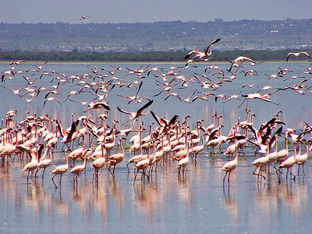 Lots of flamingos 3