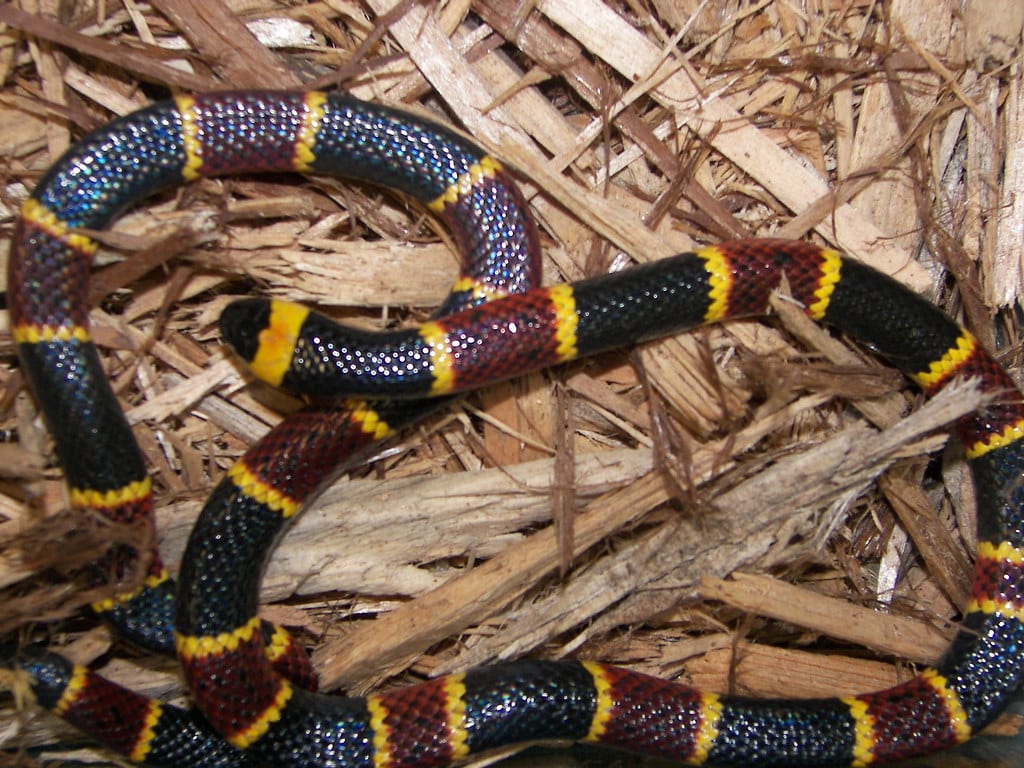 EASTERN CORAL SNAKE EASTERN CORAL SNAKE