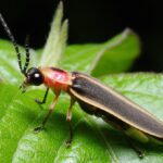 Close-up of a firefly on a green leaf, showing its black and yellow striped body and long antennae.